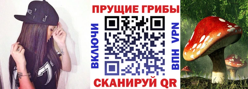 Купить где  Жердевка  Псилоцибиновые грибы прущие грибы 